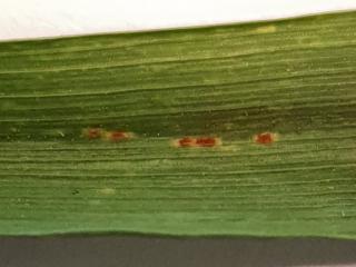 Rust pustules on a wheat leaf