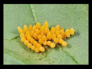 Adult leaf eating ladybirds lay yellow eggs in groups on either side of leaves
