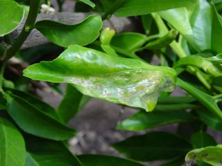 Leafminer damage on a citrus leaf.