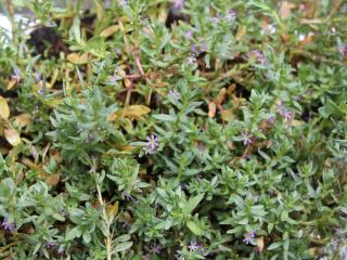 lesser loosestrife lesser loosestrife