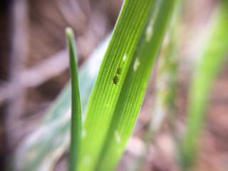 Lucerne fleas and visible windowing damage on barley plant.