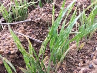 Barley with visible leaf damage from lucerne flea feeding.