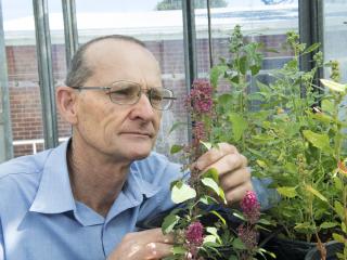 Department of Agriculture and Food research officer Richard Snowball is conducting quinoa trials in WA, as part of national research, to assess the best growing conditions for the crop.
