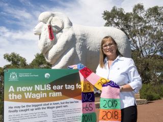 Wagin Ram NLIS ear tag Department of Agriculture and Food NLIS operations manager Beth Green with the new ‘tagged’ Wagin ram Bart.