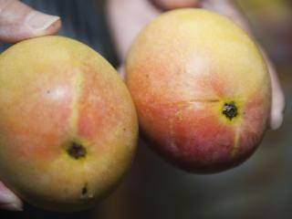 Mangoes Mangoes from other states and territories in Australia can’t be brought into Western Australia because of the risk they could be carrying fruit flies or mango seed weevil and mango scab.