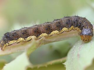 Native budworm caterpillar