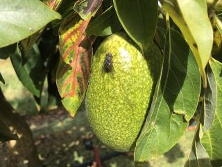 A fly on an avocado fruit. A fly on an avocado fruit.