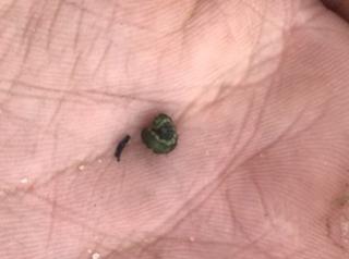 A native budworm caterpillar