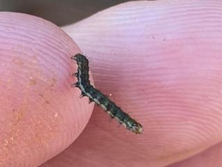 A native budworm caterpillar