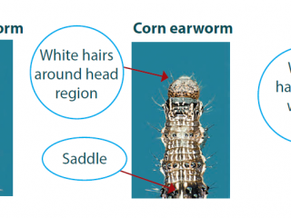 Characteristics of native budworm, corn earworm and lesser budworm caterpillars highlighted. Characteristics of native budworm, corn earworm and lesser budworm caterpillars highlighted.