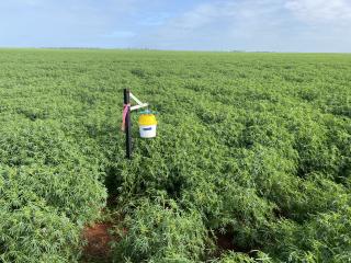 A pheromone native budworm trap in lupins