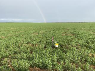 A native budworm manual trap in a lupin crop