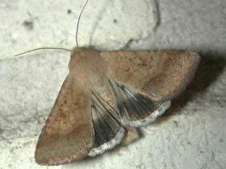 Native budworm moth