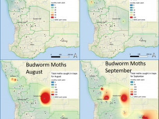 Maps displaying Native budworm moths caught in WA from June to late September 2021. Map shows estimated numbers of the total monthly moth trap count. Maps displaying Native budworm moths caught in WA from June to late September 2021. Map shows estimated numbers of the total monthly moth trap count.