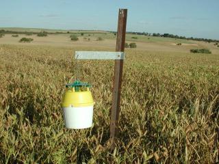 Native budworm trap