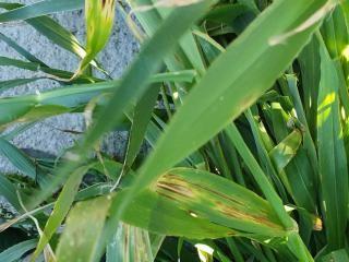 Net-form net blotch on Planet barley. Net-form net blotch on Planet barley.