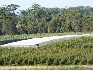 Manjimup netted orchard walk 2 Photo caption: The Department of Agriculture and Food’s netting demonstration site is located on the Lysters’ Matijari Orchard in Manjimup.