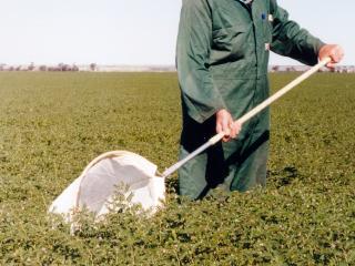 Sweep-netting a chickpea crop
