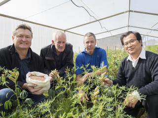 Four men in a glasshouse with lupin plants