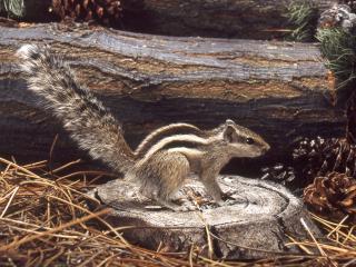 Residents within a 30km radius of Perth Zoo are asked to report sightings of squirrels to the Department of Agriculture and Food.