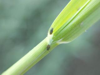 Oat aphids on a barley plant