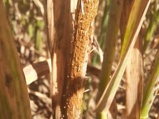 Oat stem rust