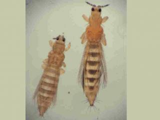 Adults of onion thrips, left, and western flower thrips, right. Photo courtesy IPM Images USA