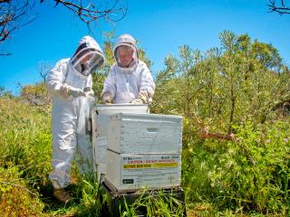 Two people in PPE inspecting a bee hive. Two people in PPE inspecting a bee hive.