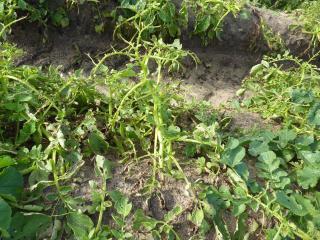 Looper larvae do not eat main leaf veins; heavily infested plants are tattered