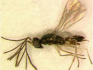 This wasp is one of many species that kill potato leafminer fly maggots that feed within potato leaf mines. Photo courtesy CSIRO Australia