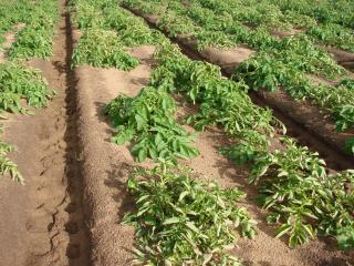 Aphids can introduce and spread potato leafroll virus to potato crops. Diseased plants are stunted and have rolled leaves