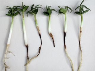 Pleiochaeta root rot affected seedlings