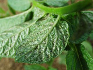 Silvering on the underside of a leaf caused by thrips feeding.