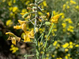 Parasitised aphid mummies on a canola plant