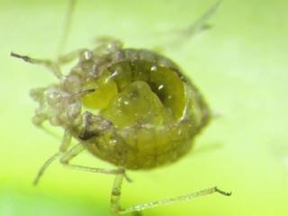 A parasitoid wasp larva developing inside an aphid mummy.