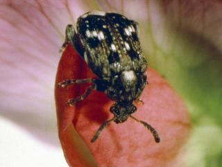 An adult pea weevil