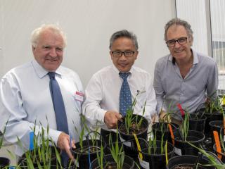 Lupin genetic breakthrough Lupin genetic breakthrough