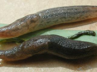 Black keeled slug (bottom) and reticulated slug (top)