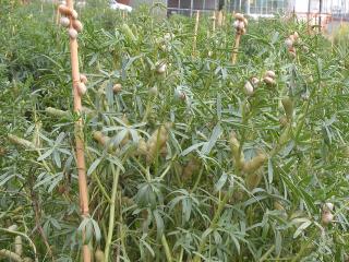 White Italian snail in lupin crop