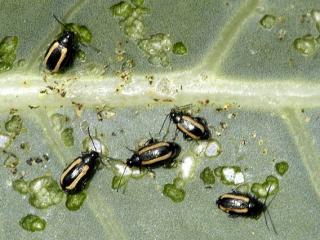 Adult leaf beetles feed on cabbage plants making small round pits in the cotyledons and leaves of young plants. Photo courtesy Wikipedia