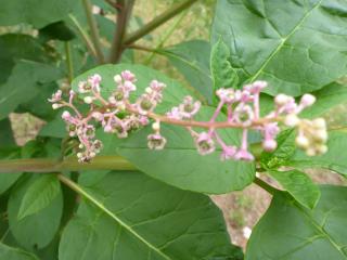 Flowers forming on a pokeweed plant found in the Balingup area. Local residents and landholders are urged to keep an eye out for this weed and report any detections to the Department of Primary Industries and Regional Development. Pokeweed plant #2