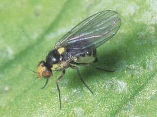 Potato leafminer fly adults are distinctive with a shiny black body and a yellow spot on their back
