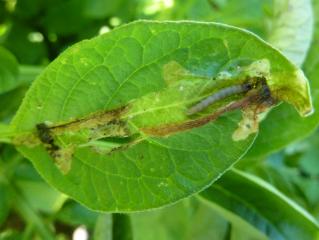 Potato tuber moth larva exposed from the mine within which it feeds