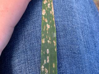 Powdery mildew on a wheat leaf