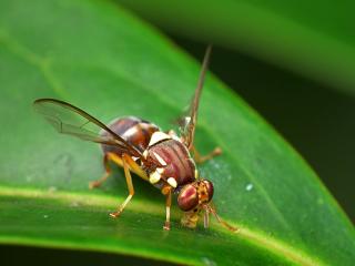 A fly on a green leaf. A fly on a green leaf.