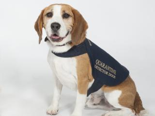 Quarantine Detector dog Jackson Quarantine WA detector dog Jackson and his handler were instrumental in intercepting a significant amount of fruit, nuts and plant material brought into Western Australia on a flight from Sydney.