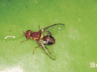 Qfly on apple Residents in Alfred Cove and surrounding suburbs are urged to help eradicate the exotic fruit pest Queensland fruit fly by limiting the movement of home grown fruit and vegetables.