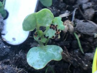 Redlegged earth mites on a canola seedling.
