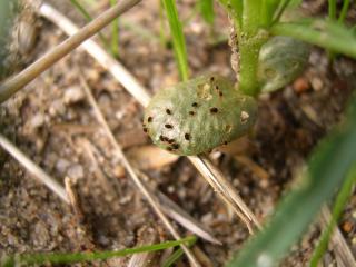 Redlegged earth mite