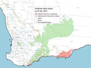 A map showing Redlegged earth mite (RLEM) predicted egg hatch status for WA, current to 30 April 2024.